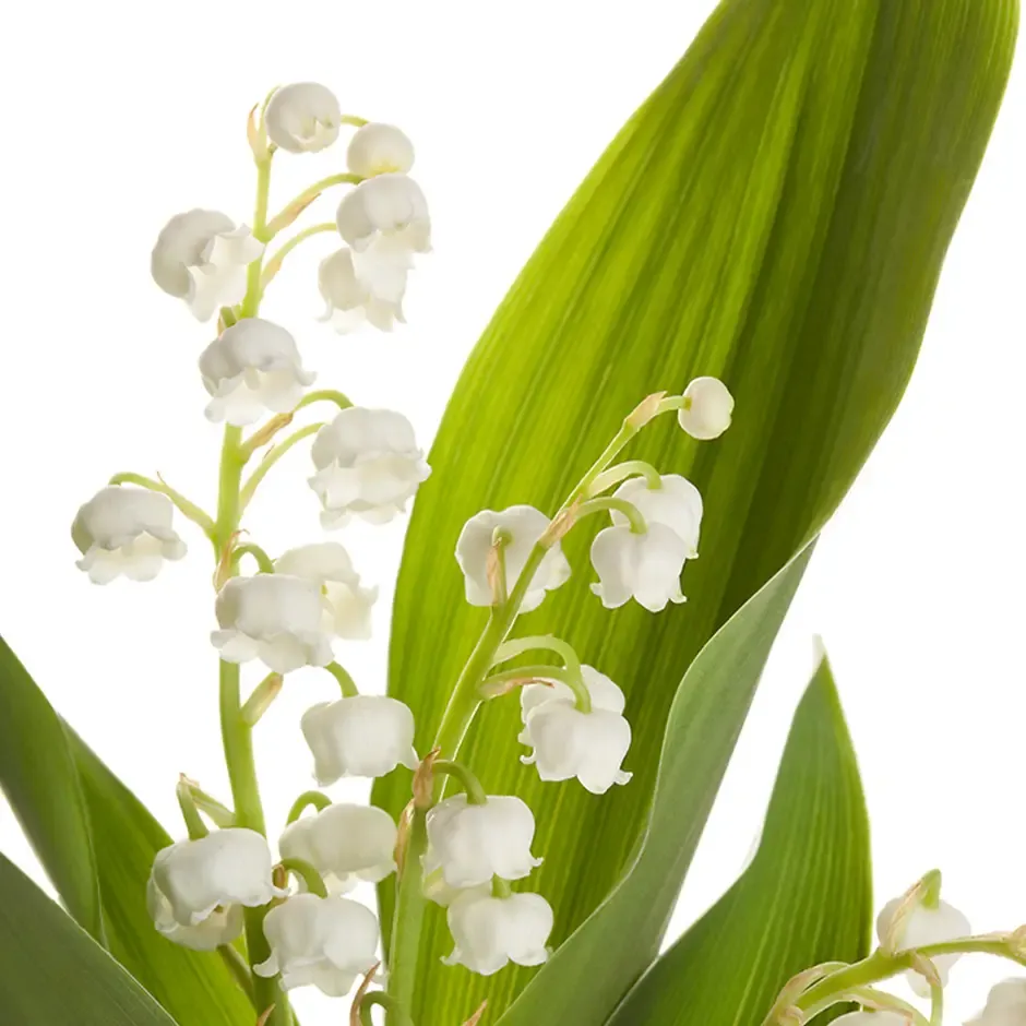lily of the valley