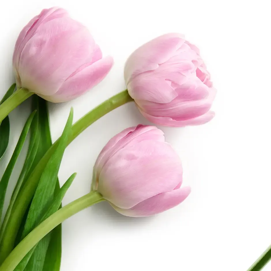 pink tulip