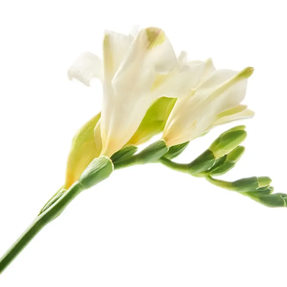 freesia