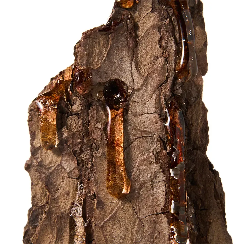 spruce resin
