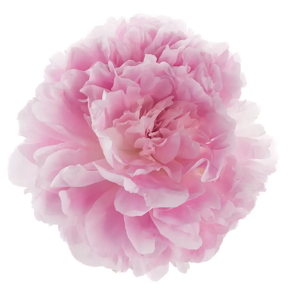 peony