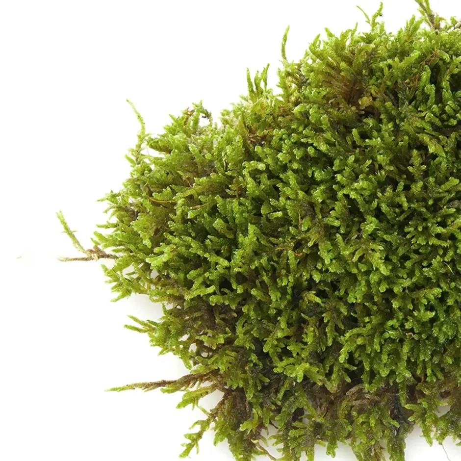 moss