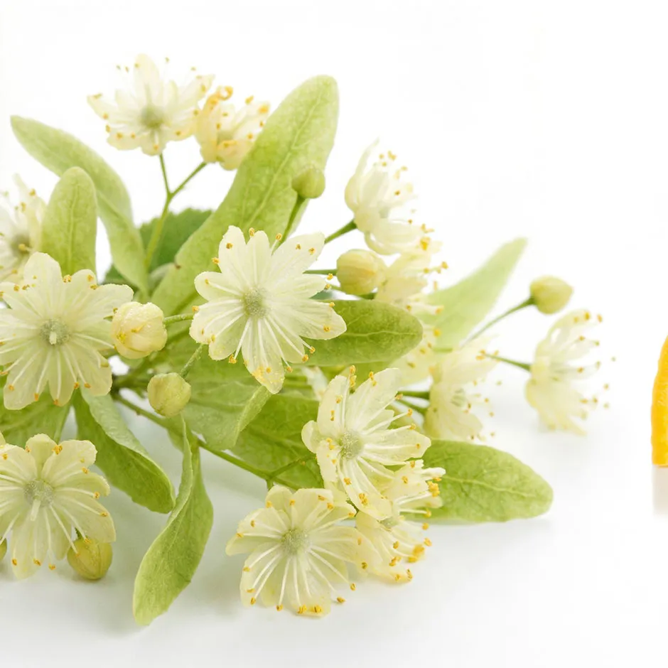 Липовий цвіт